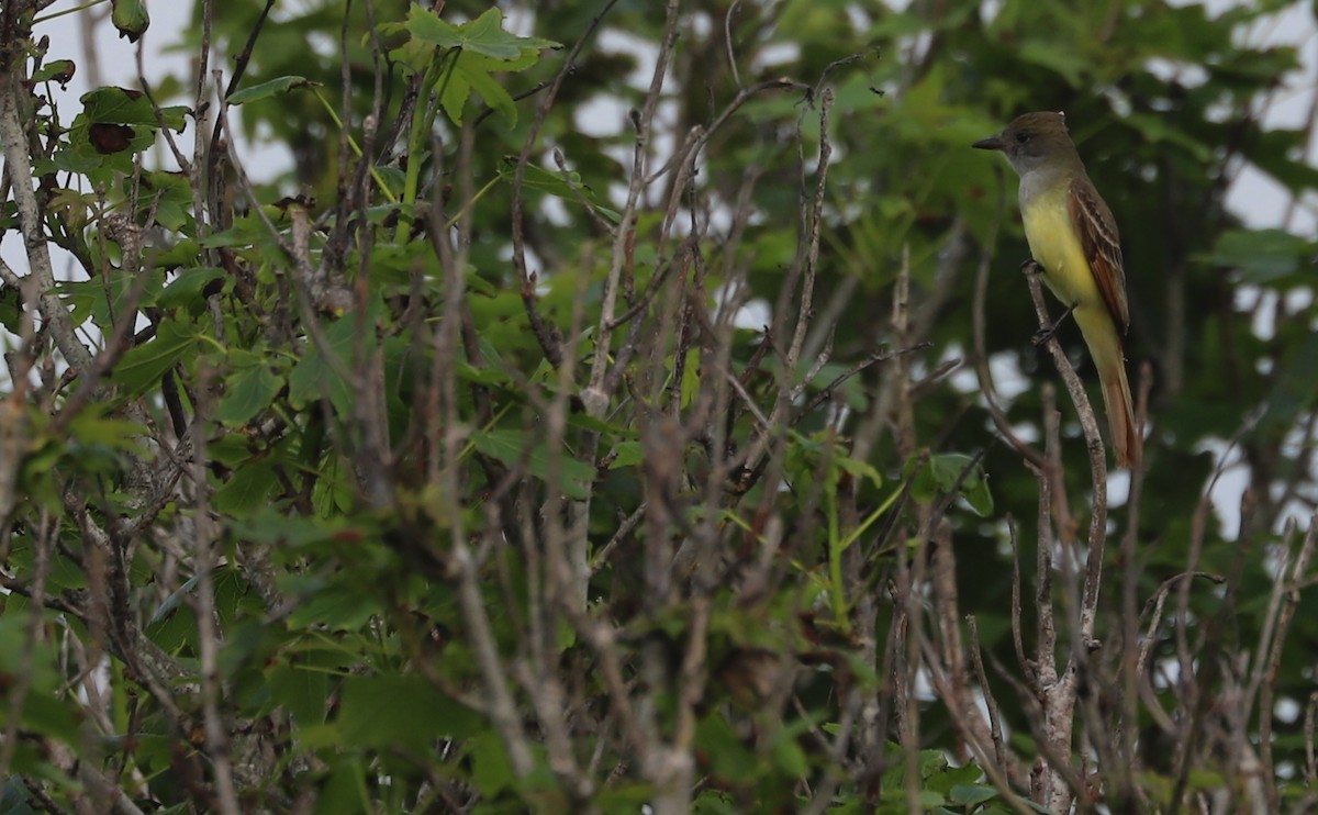 Great Crested Flycatcher - ML620082781