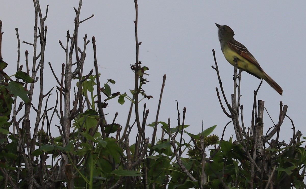 Great Crested Flycatcher - ML620082782