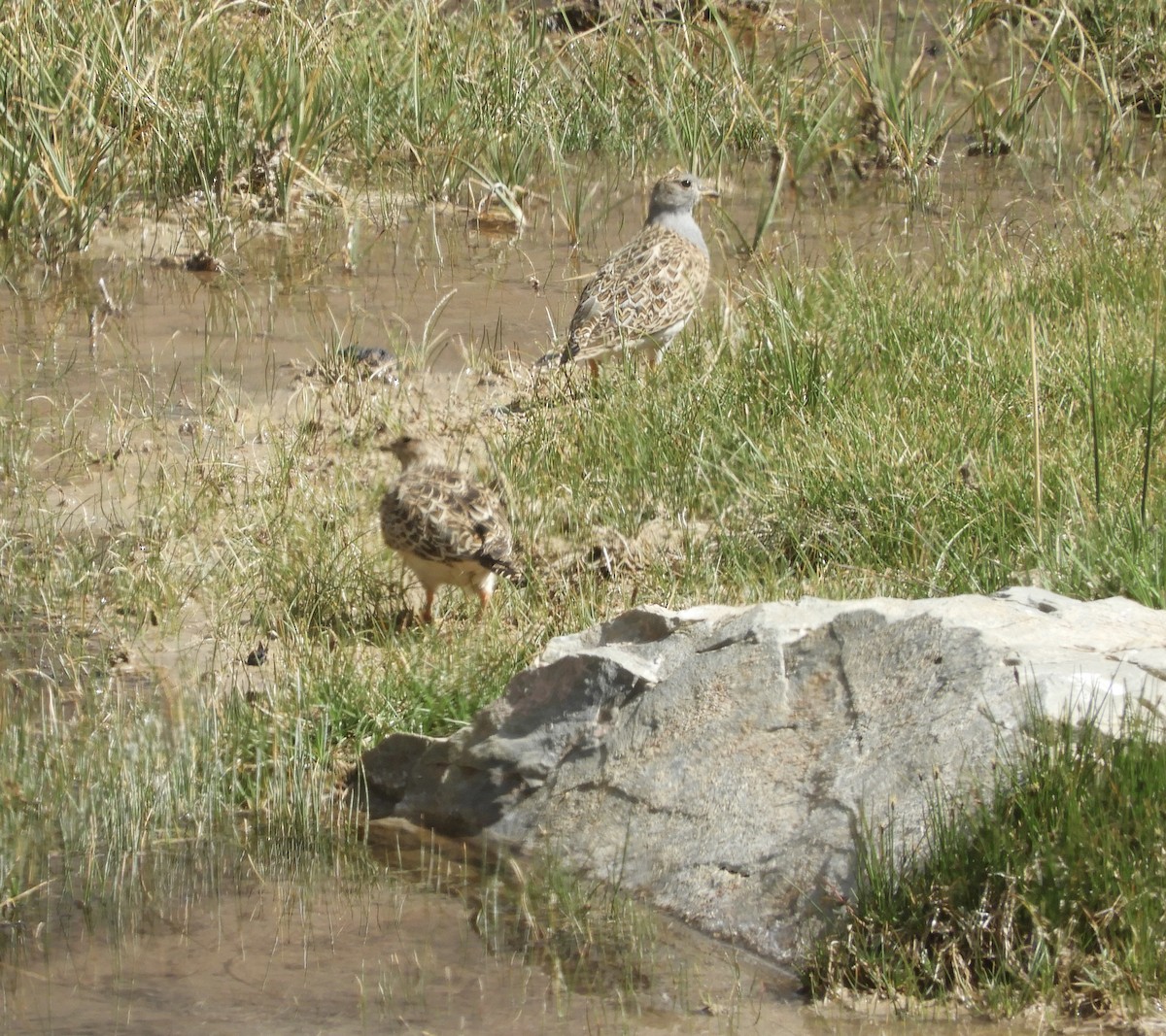 Gray-breasted Seedsnipe - ML620082783