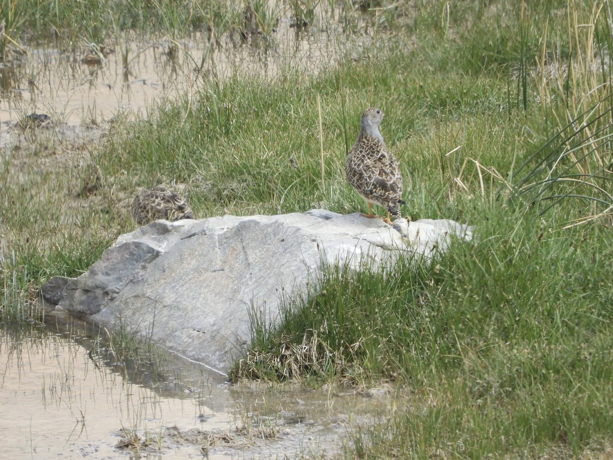 Gray-breasted Seedsnipe - ML620082784