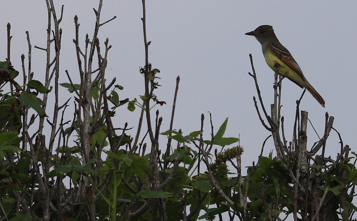 Great Crested Flycatcher - ML620082786