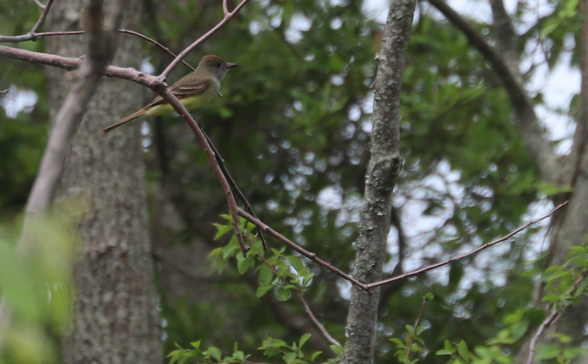 Great Crested Flycatcher - ML620082787