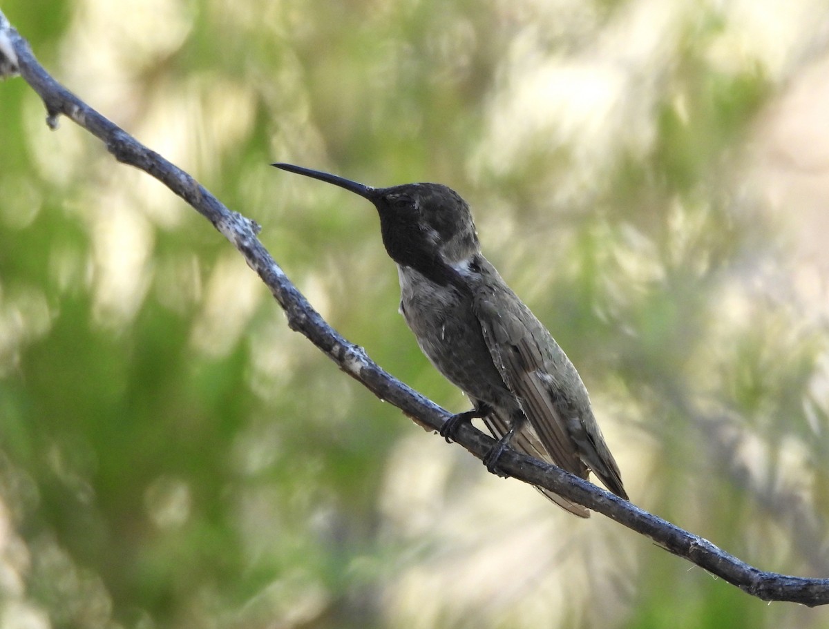 Costa's Hummingbird - ML620082795