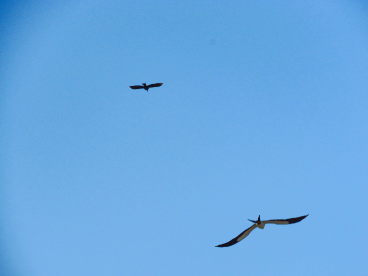 Swallow-tailed Kite - ML620082833