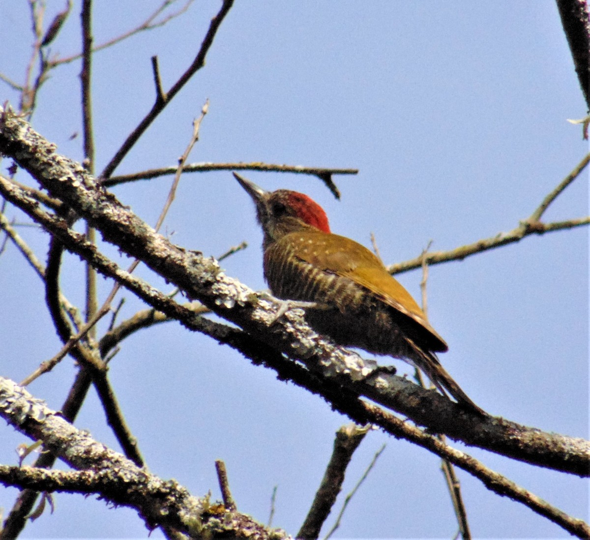 Dot-fronted Woodpecker - ML620082865