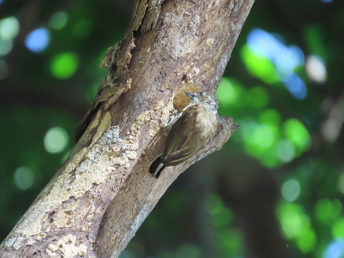 Scaled Piculet - ML620082870