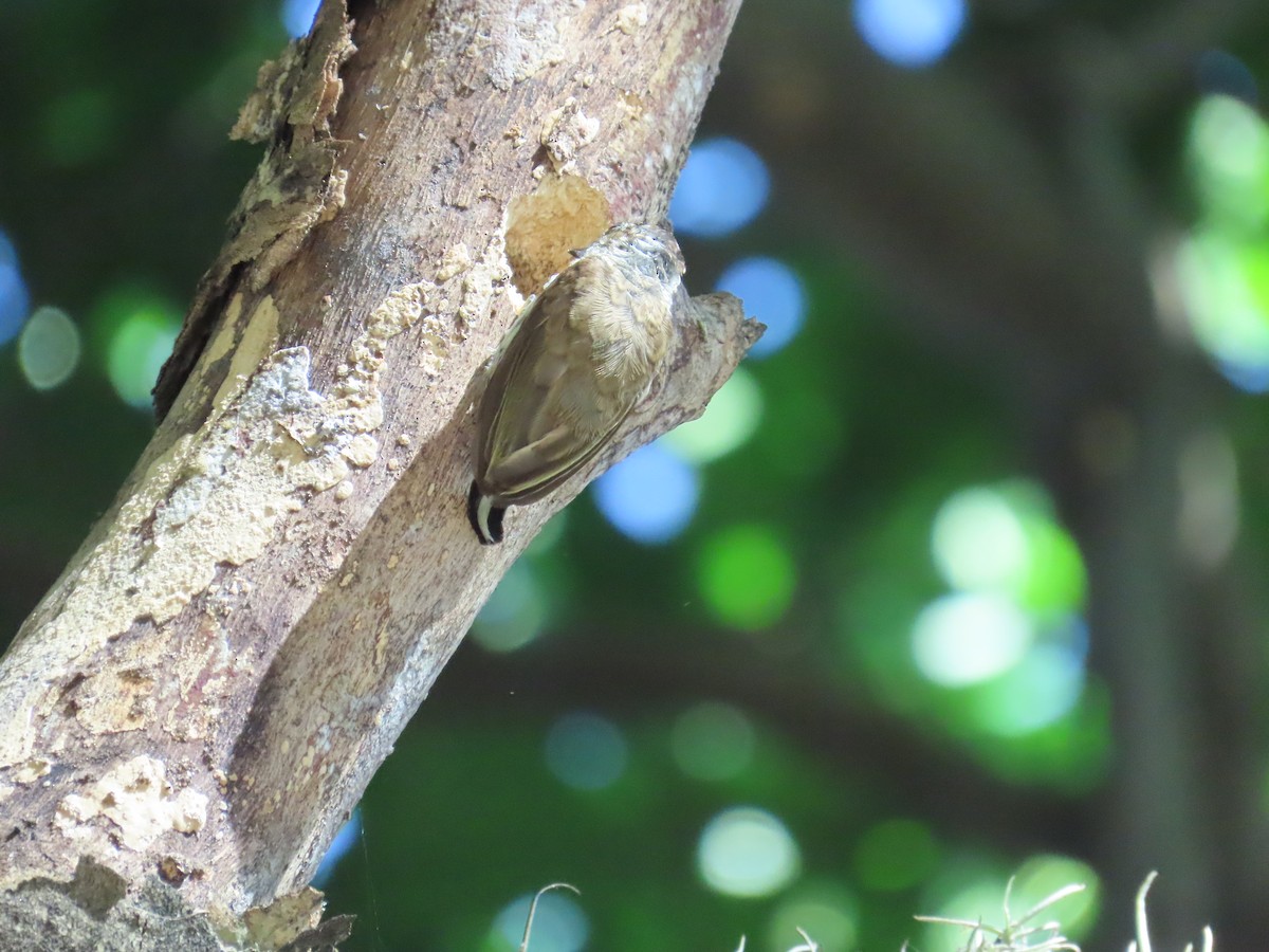 Scaled Piculet - ML620082871