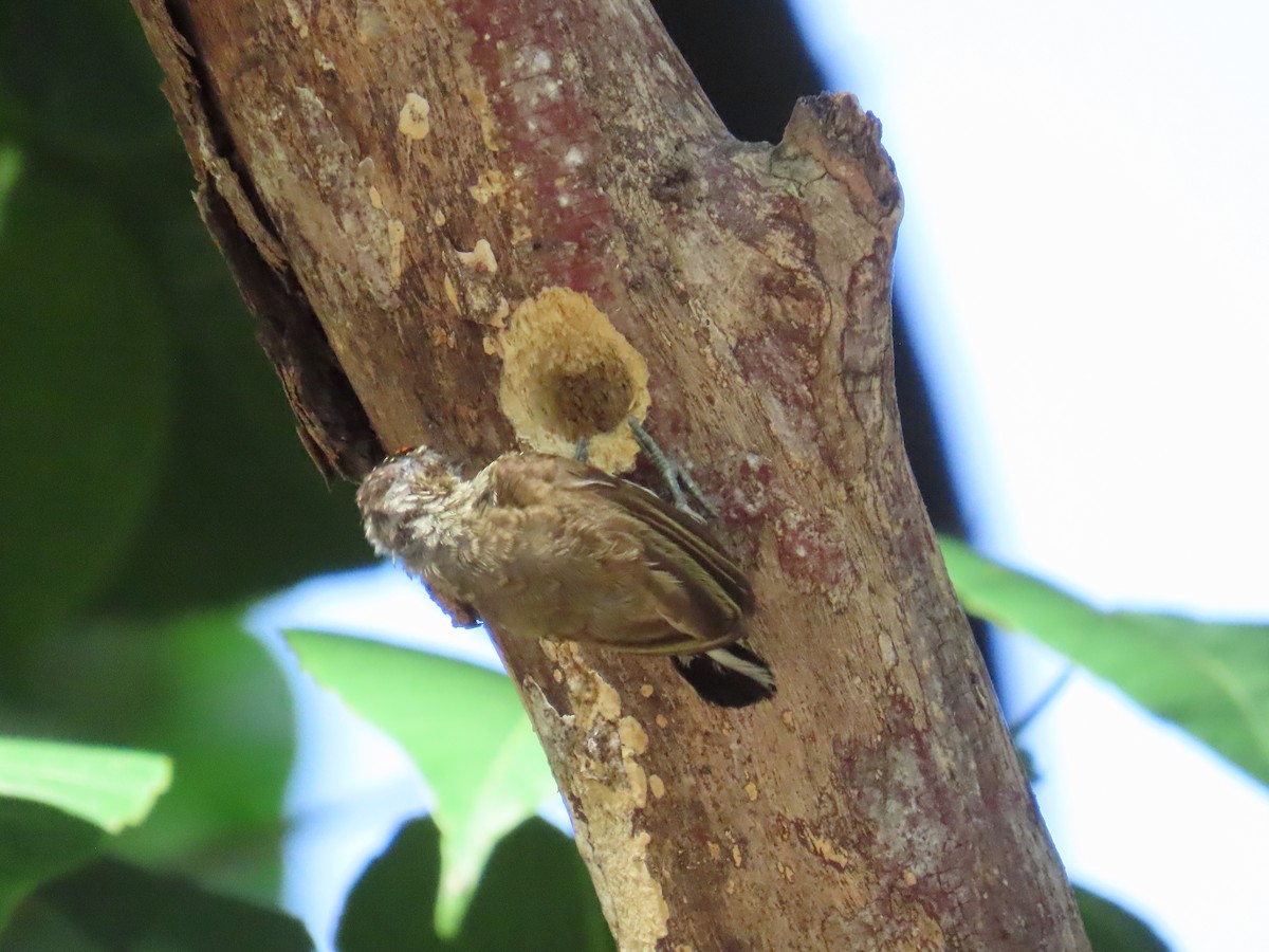 Scaled Piculet - ML620082874