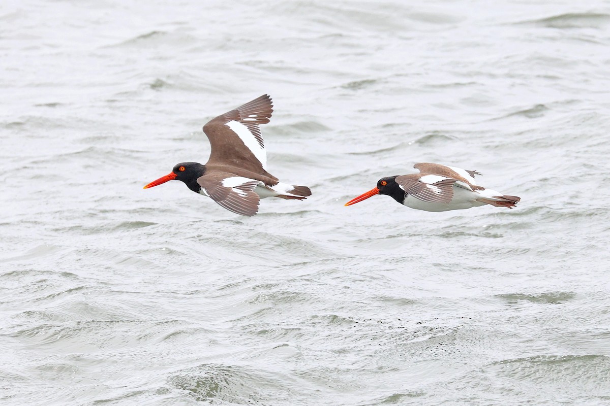 American Oystercatcher - ML620082875