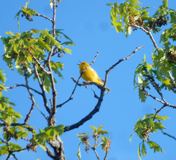 Yellow Warbler - ML620082880