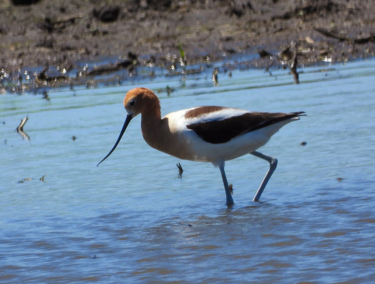 American Avocet - ML620082911