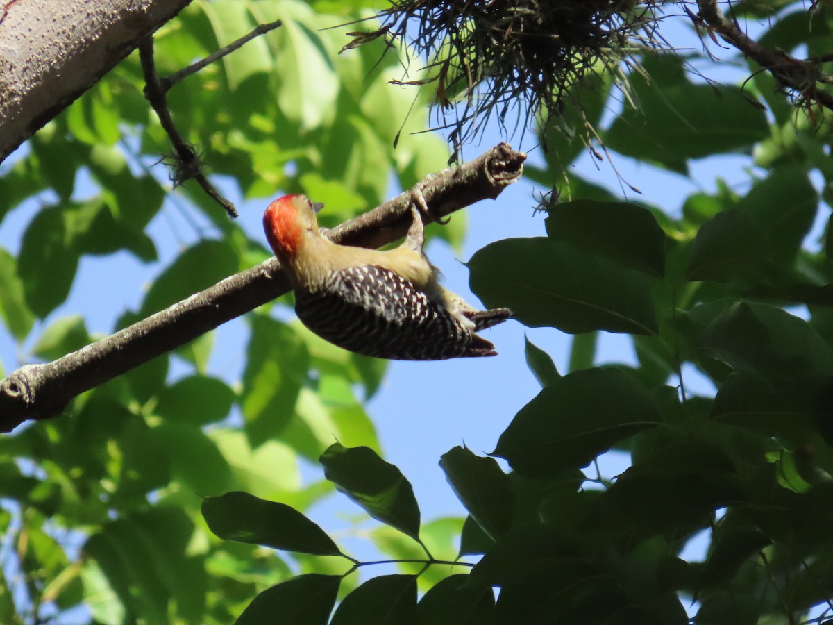 Red-crowned Woodpecker - ML620082913