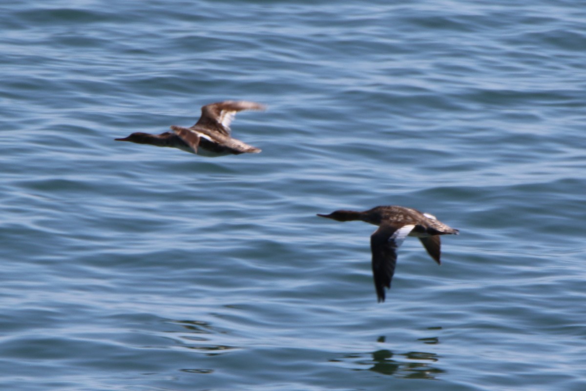 Red-breasted Merganser - ML620082914