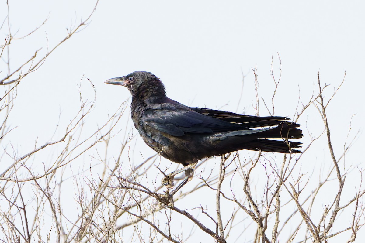 crow/raven sp. - ML620082922