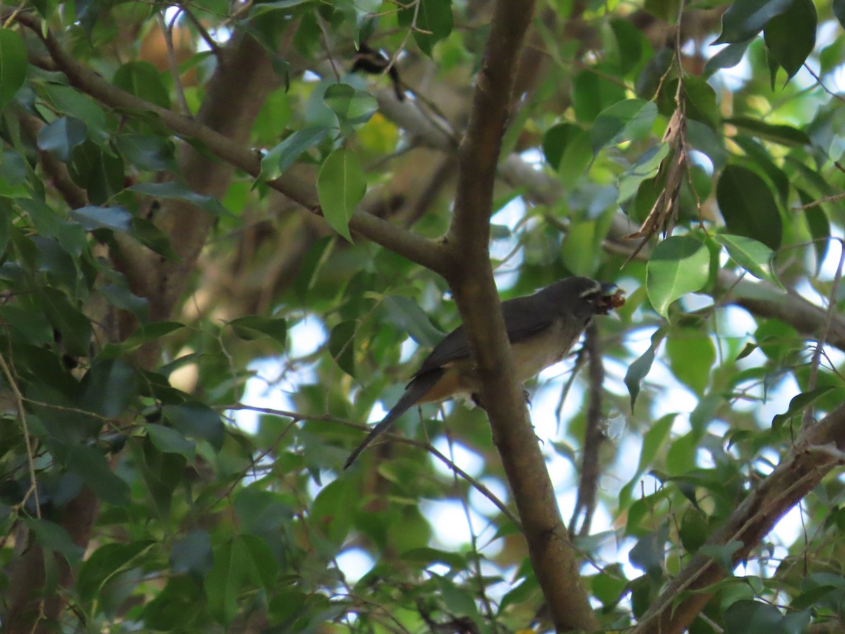 Olive-gray Saltator - Manuel Pérez R.