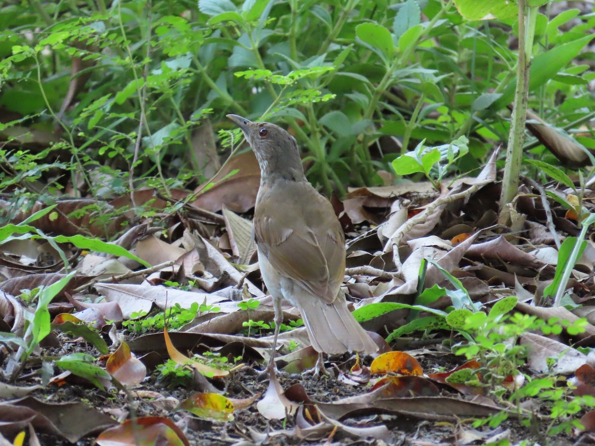 Pale-breasted Thrush - ML620082932