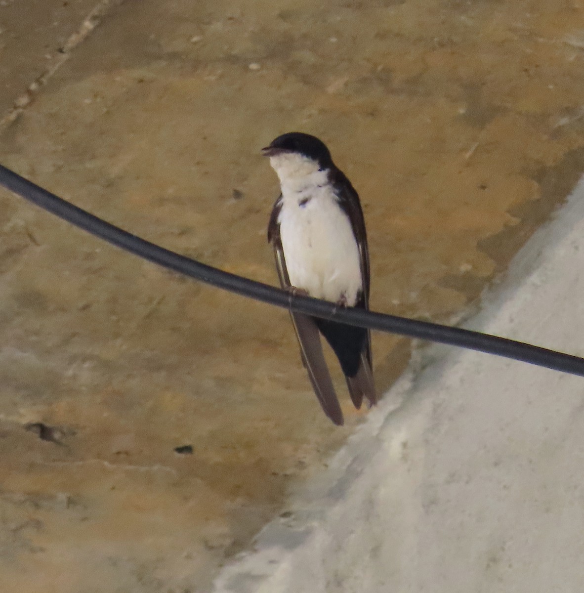 Blue-and-white Swallow - ML620082941
