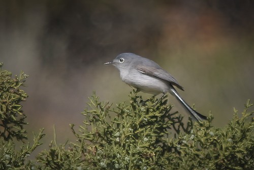 Blue-gray Gnatcatcher - ML620082943