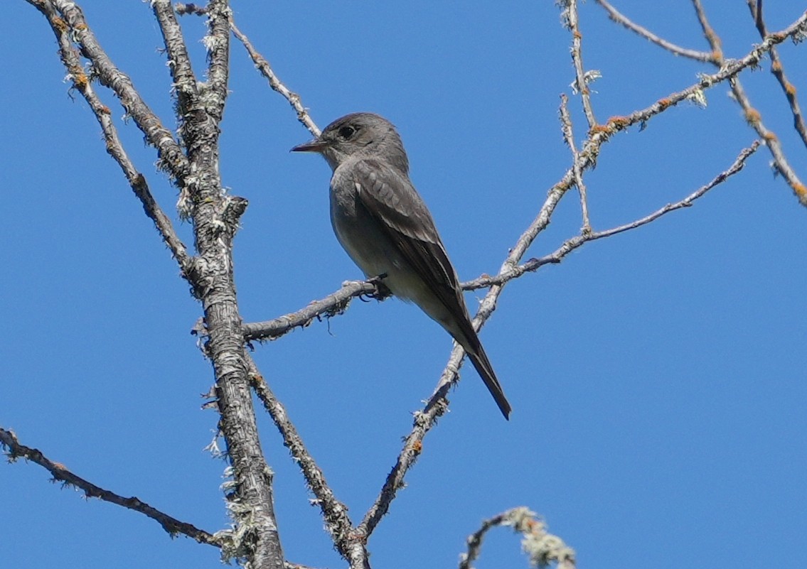 Western Wood-Pewee - ML620082946