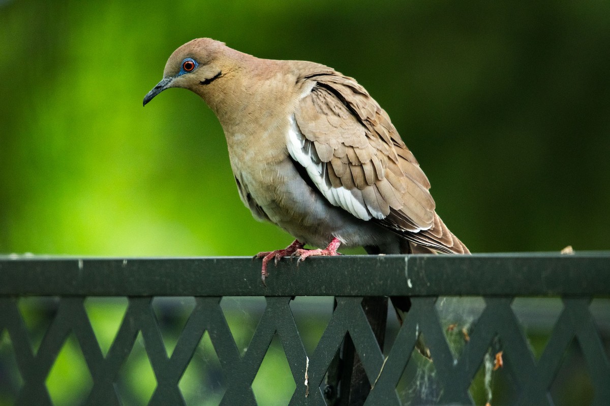 White-winged Dove - ML620082948