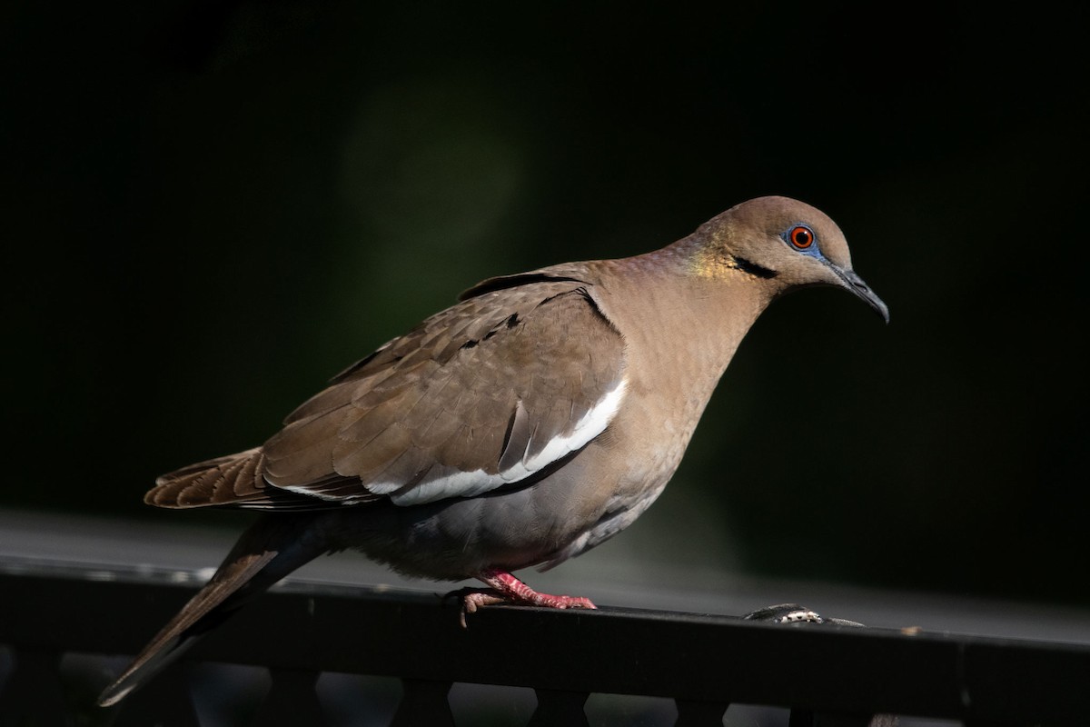 White-winged Dove - Fred Jennings