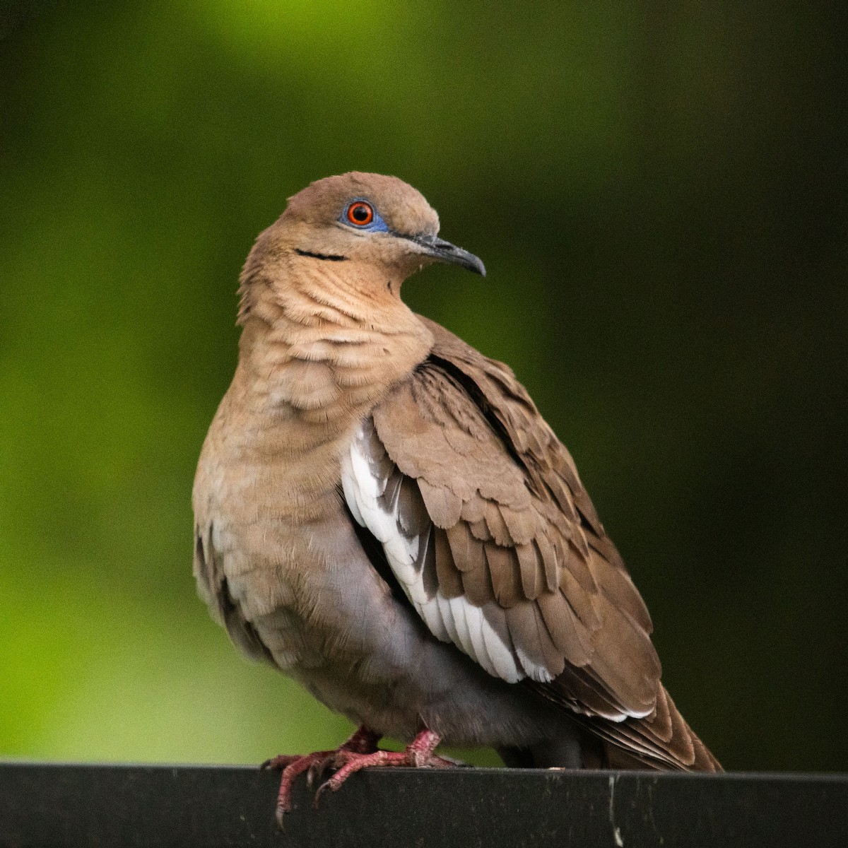 White-winged Dove - ML620082950