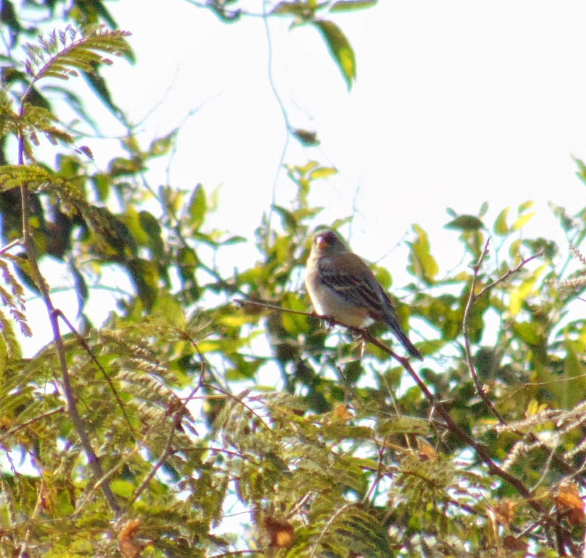 Band-tailed Seedeater - ML620082951
