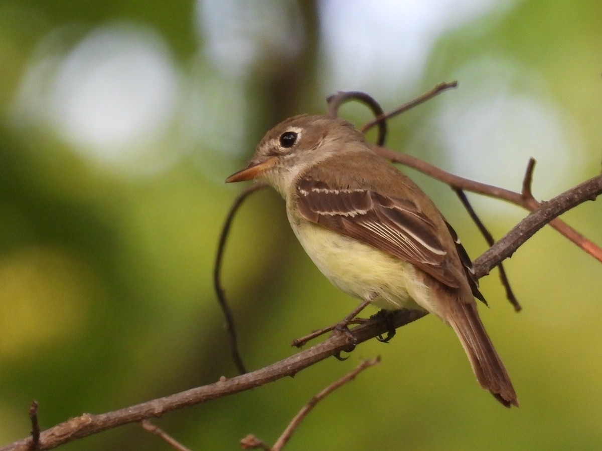 Least Flycatcher - ML620082952