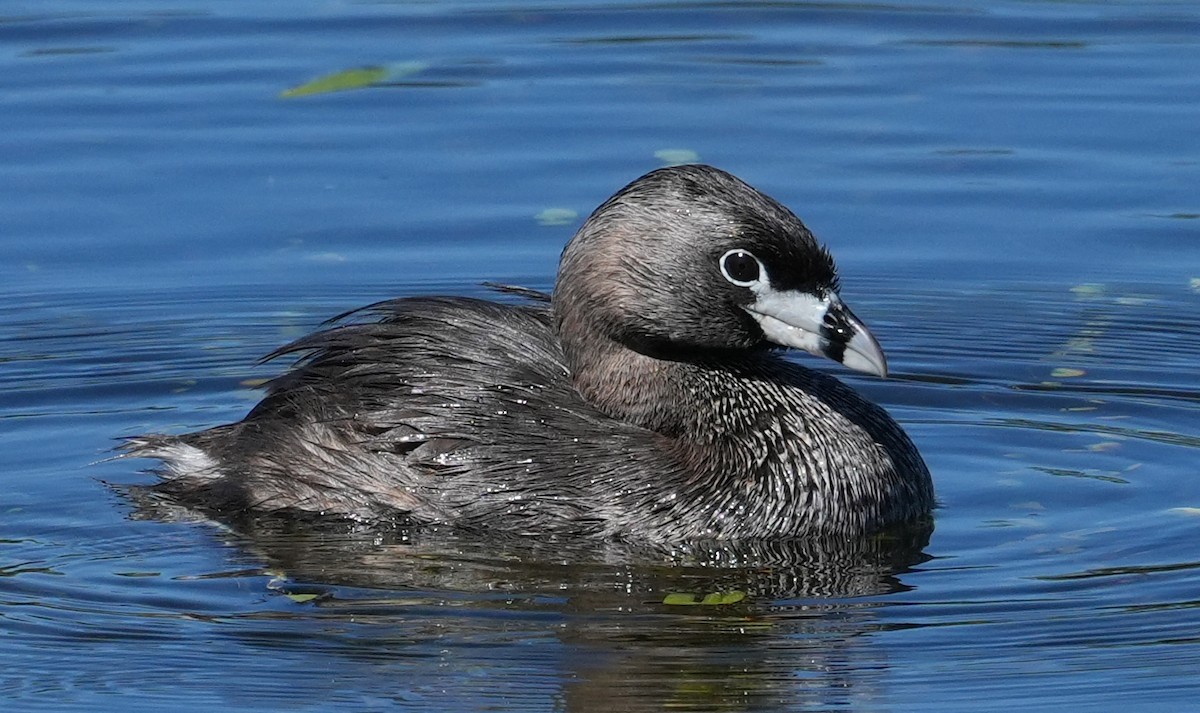 Pied-billed Grebe - ML620082954