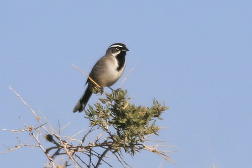 Black-throated Sparrow - ML620082955