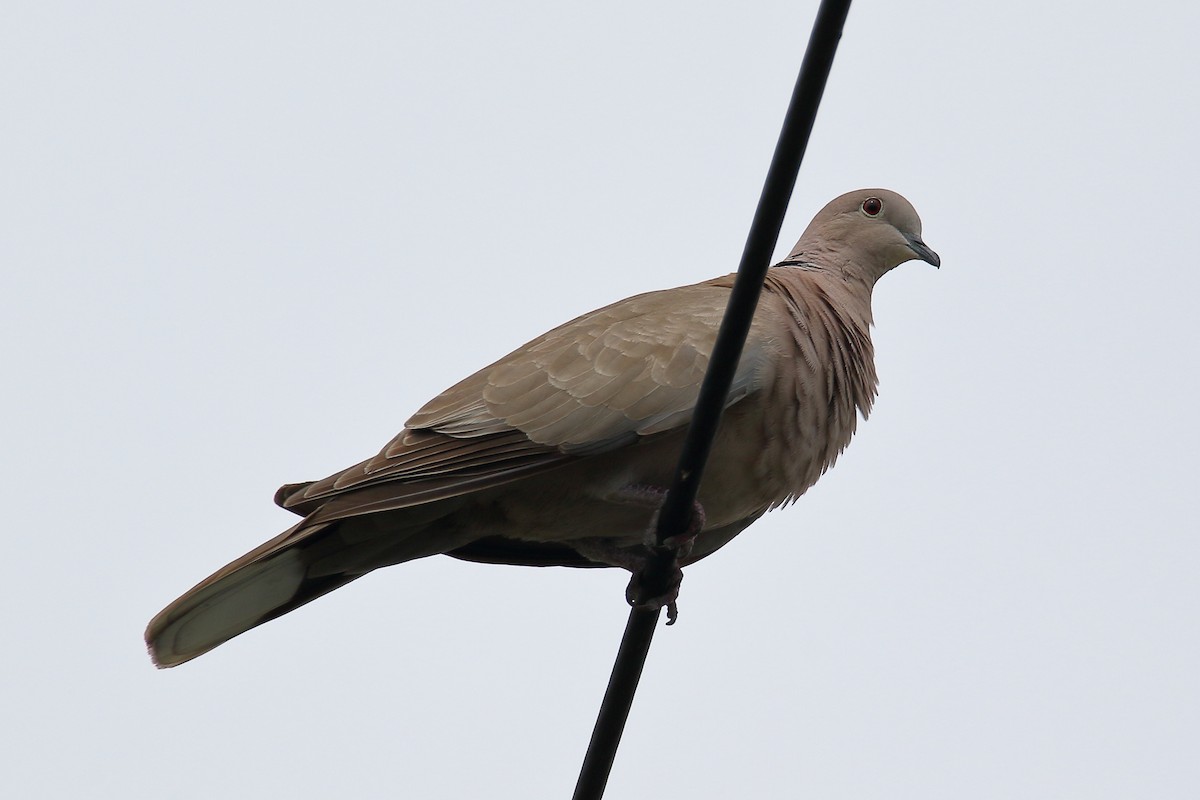 Eurasian Collared-Dove - ML620082959
