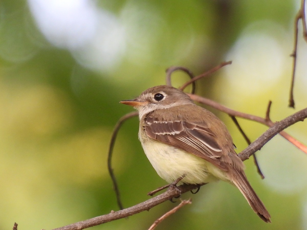 Least Flycatcher - ML620082962