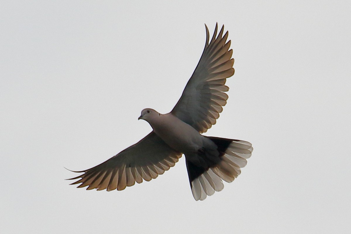 Eurasian Collared-Dove - ML620082963