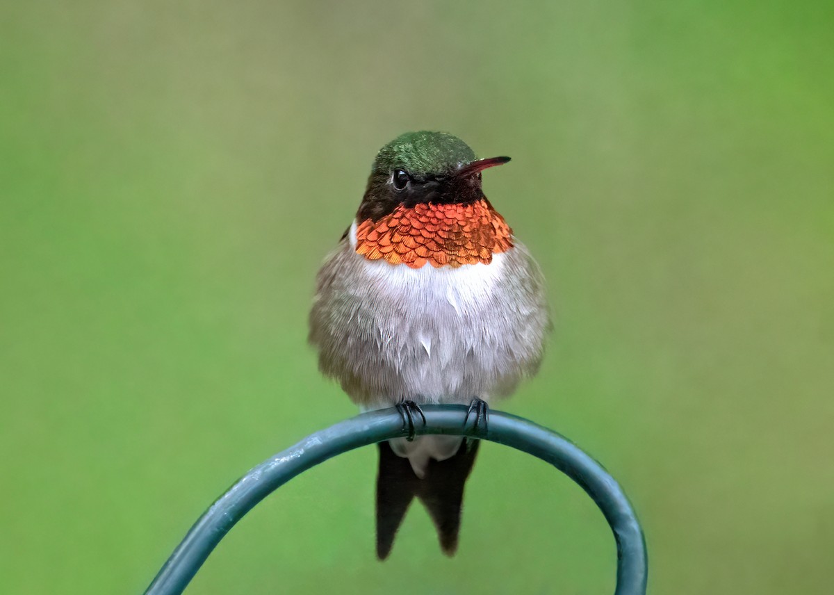 Ruby-throated Hummingbird - ML620082966