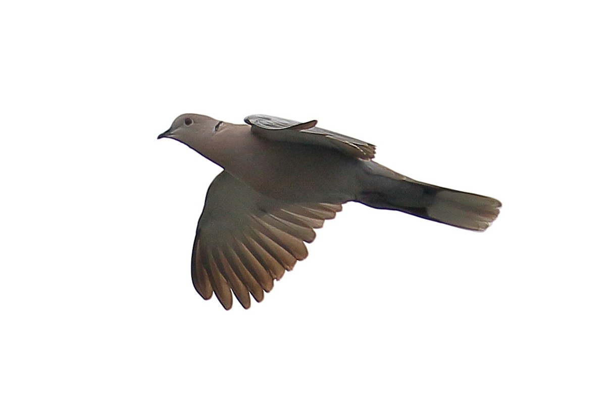 Eurasian Collared-Dove - ML620082968