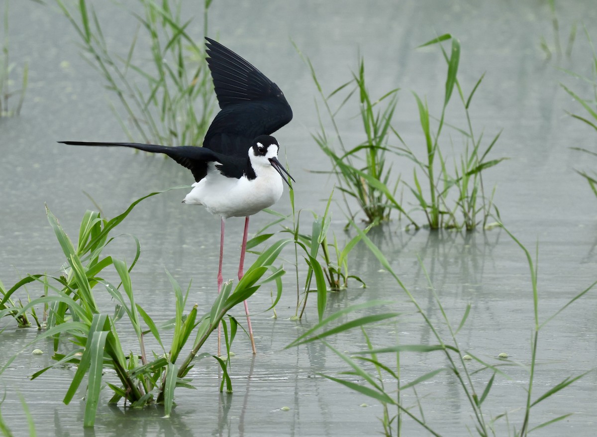 Black-necked Stilt - ML620082974