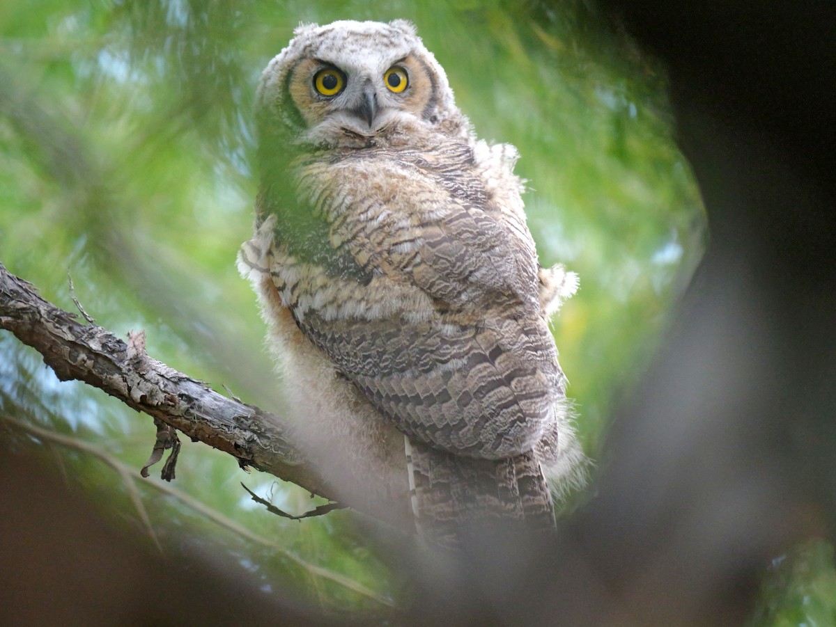 Great Horned Owl - Dennis Arendt