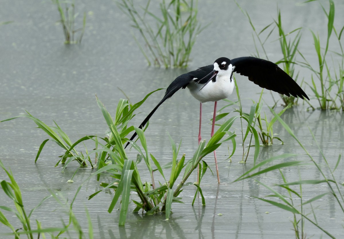 Black-necked Stilt - ML620082987