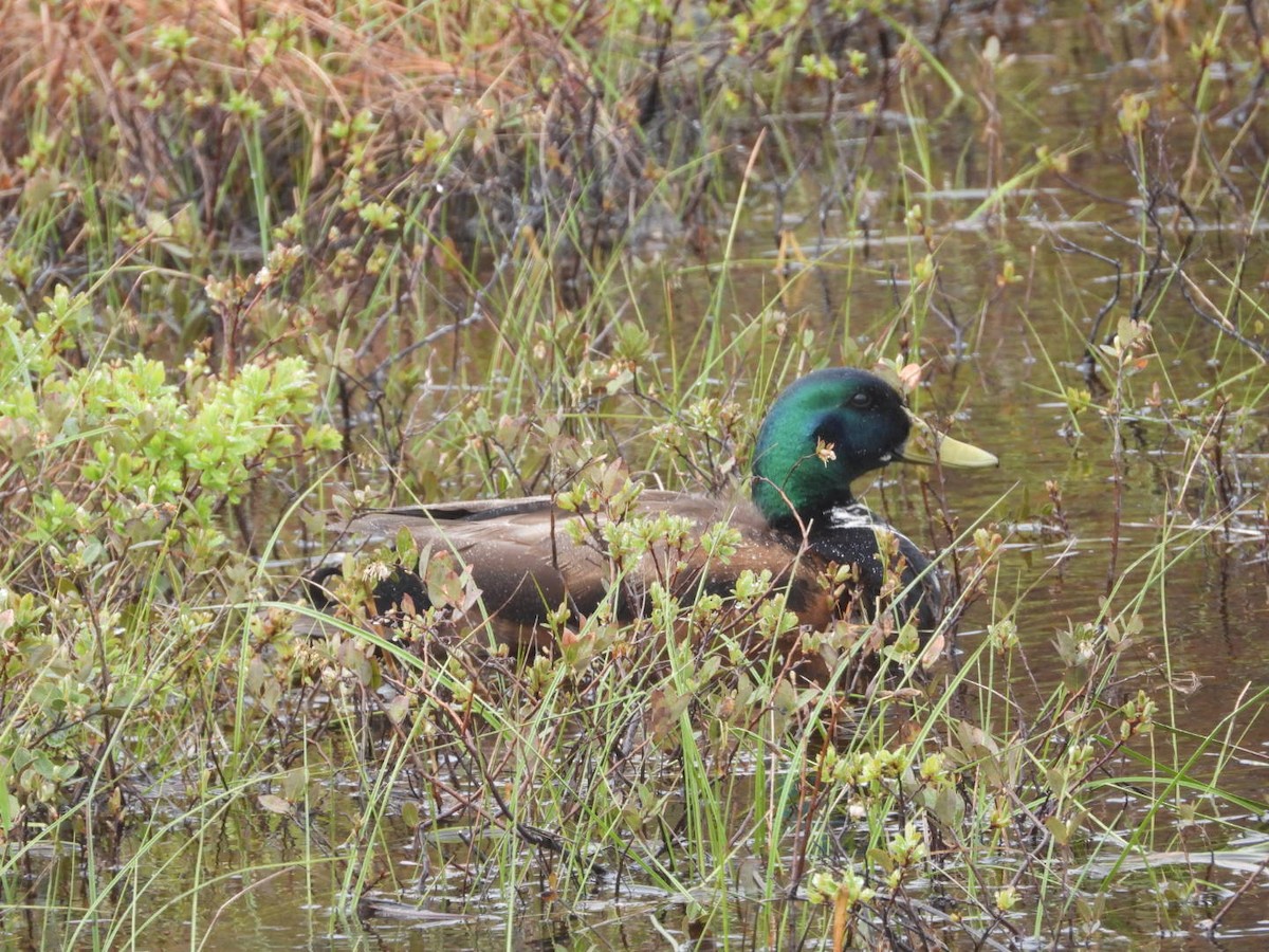 Canard colvert - ML620083006