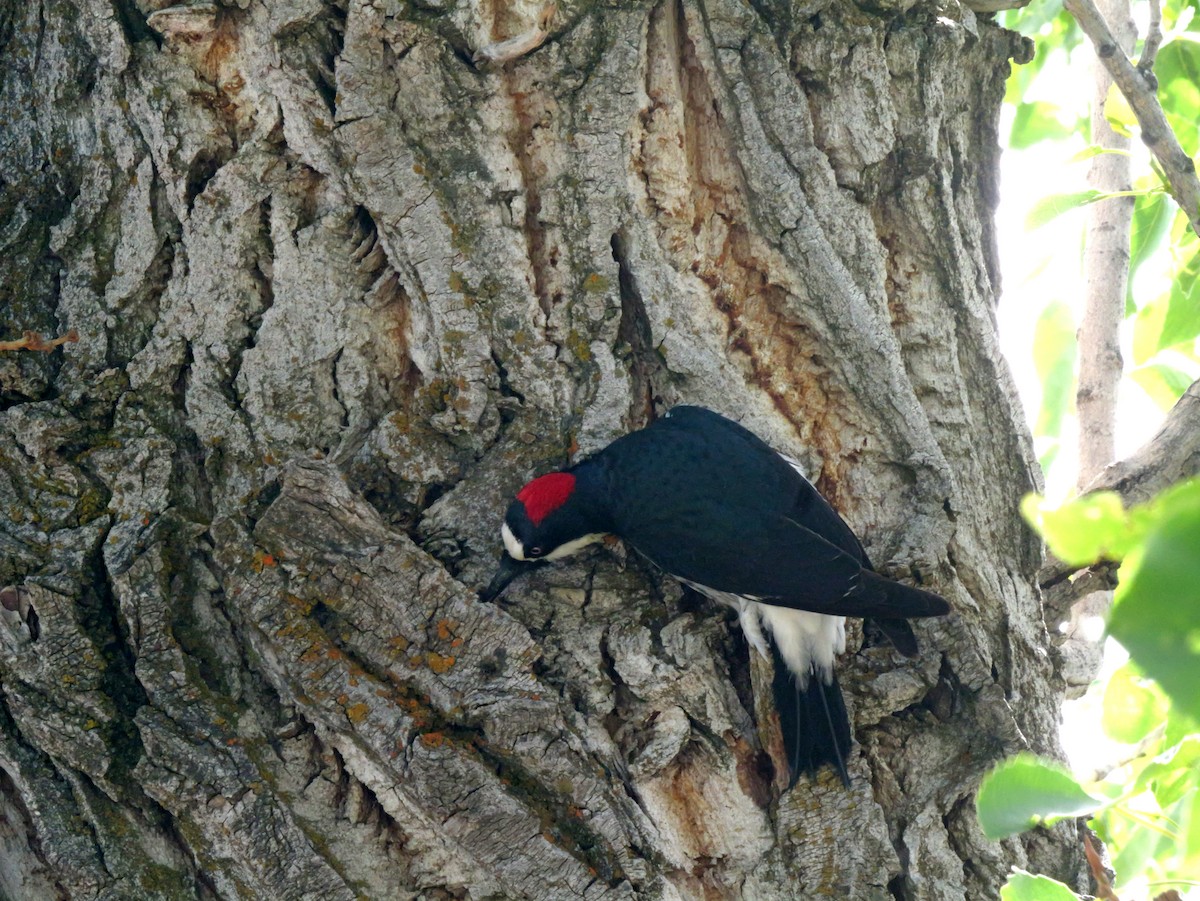 Acorn Woodpecker - ML620083027