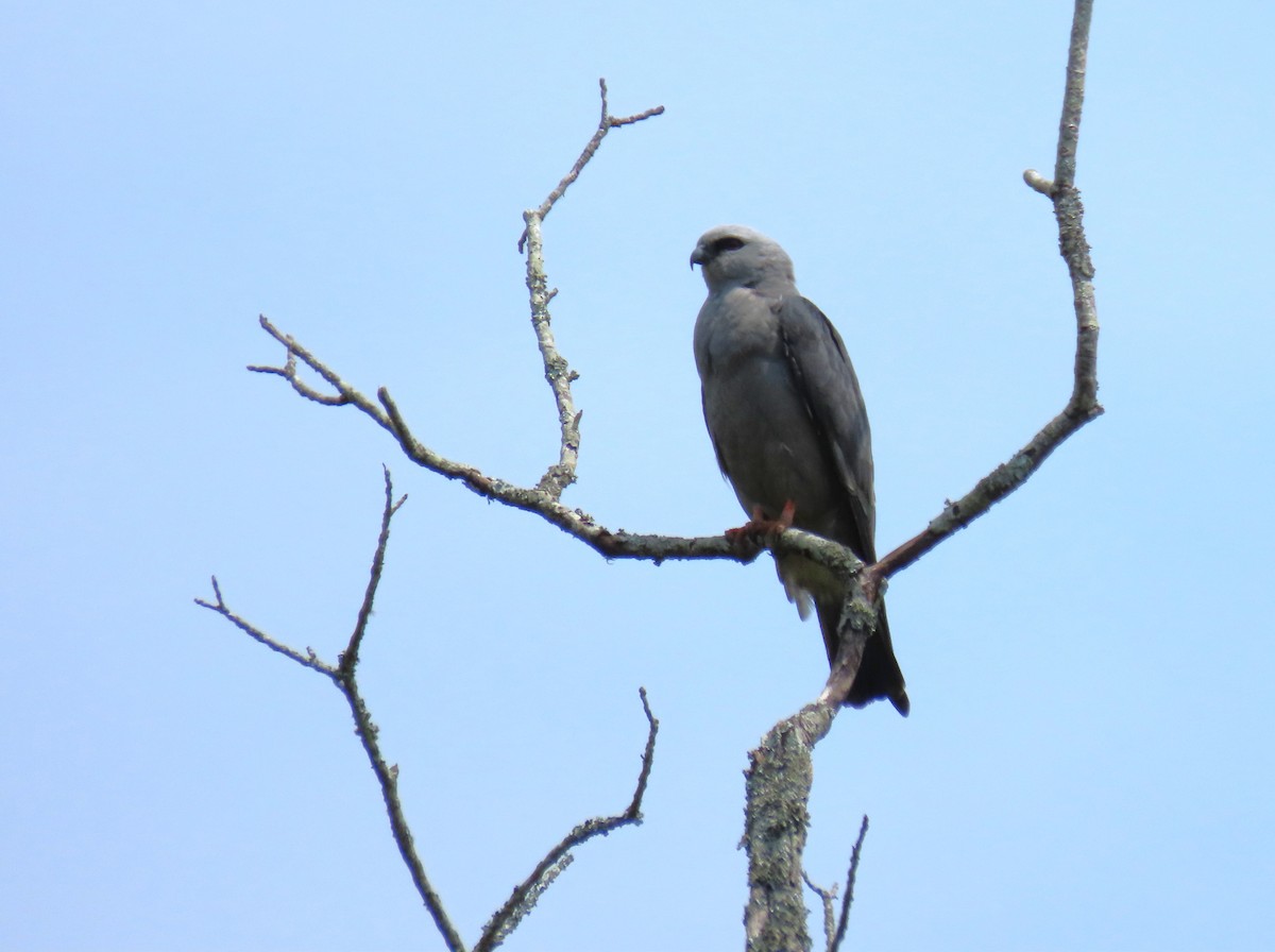 Mississippi Kite - ML620083036