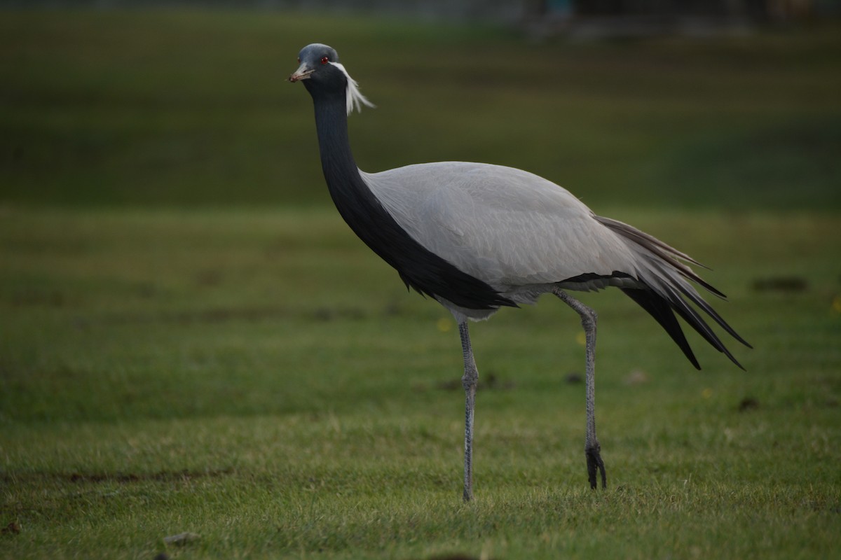 Demoiselle Crane - ML620083044