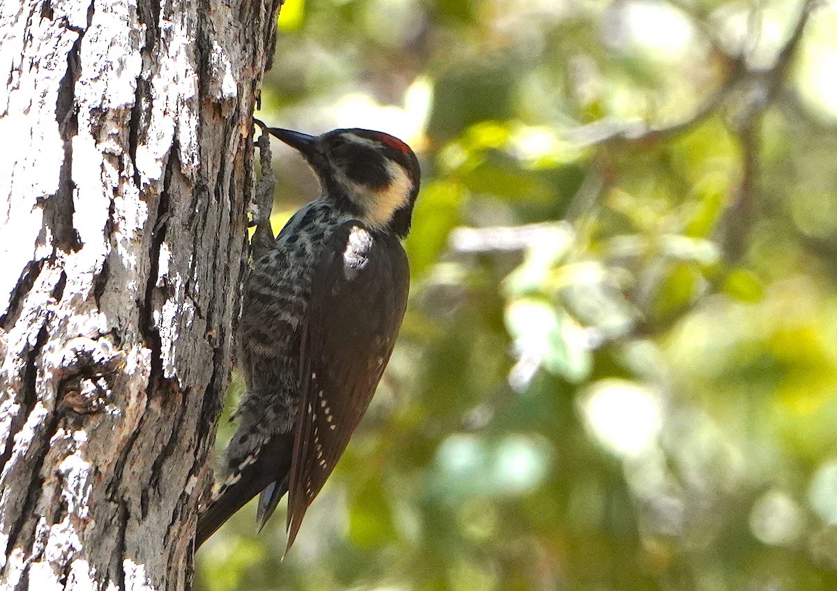 Arizona Woodpecker - ML620083046