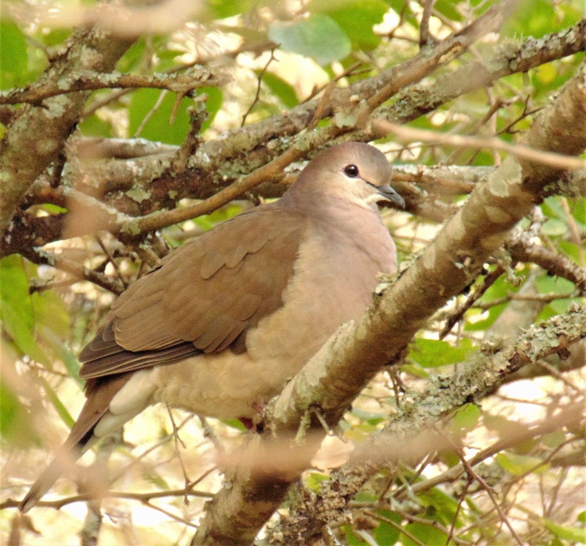 Large-tailed Dove - ML620083047