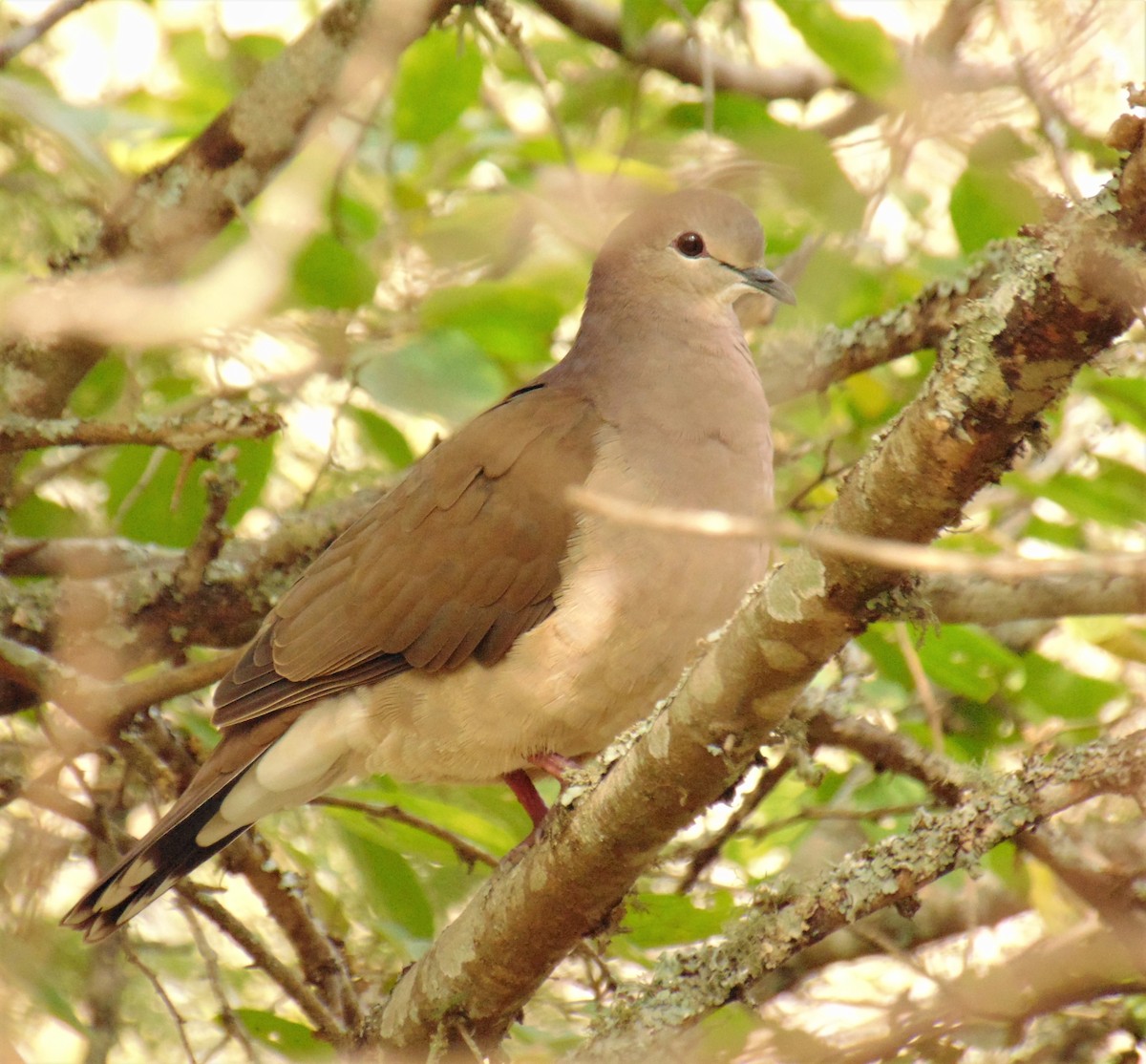Large-tailed Dove - ML620083048