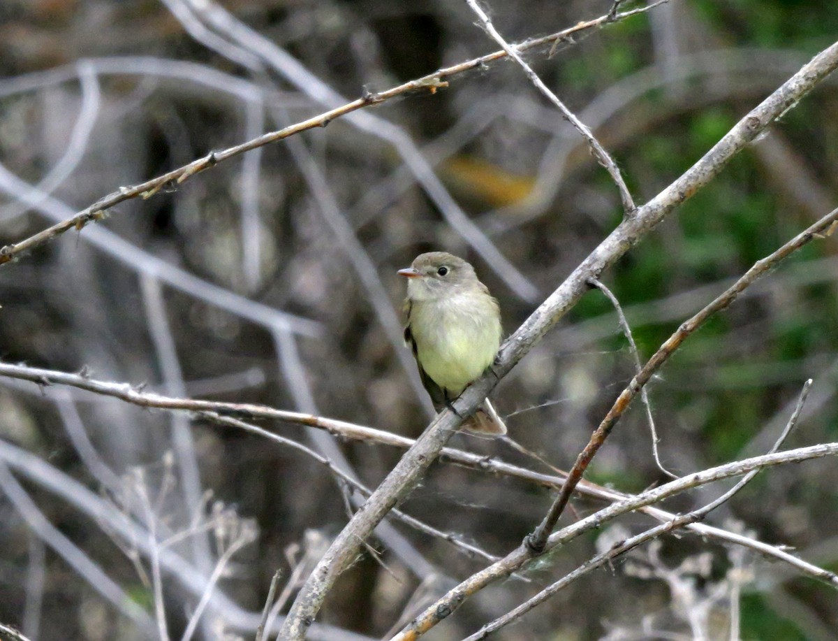 Least Flycatcher - ML620083065