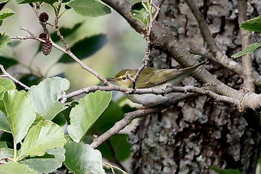 Wood Warbler - Lorna Aynbinder