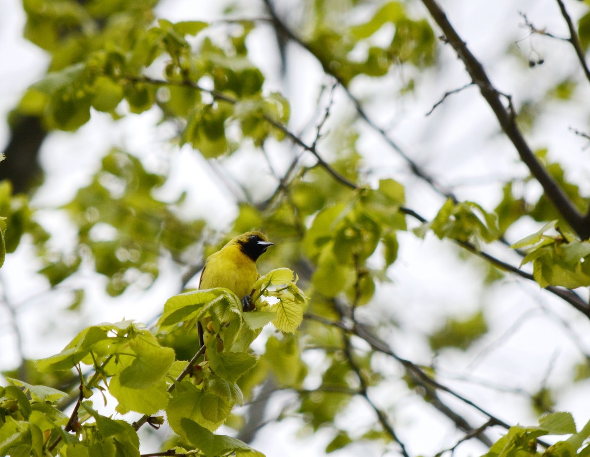 Orchard Oriole - ML620083069