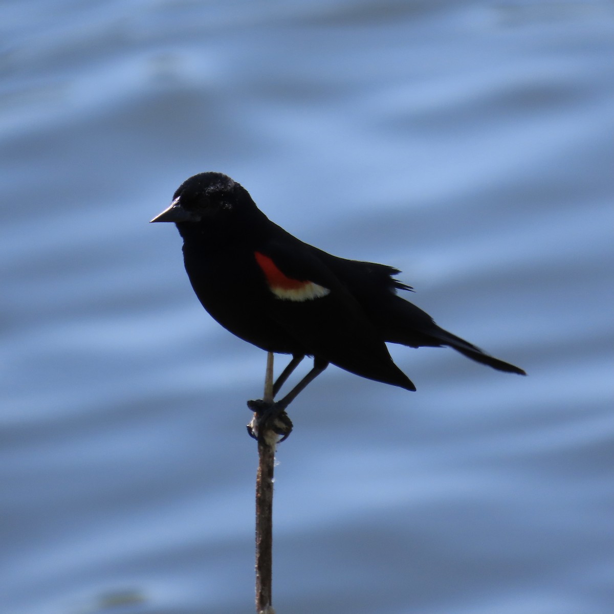Red-winged Blackbird - ML620083072