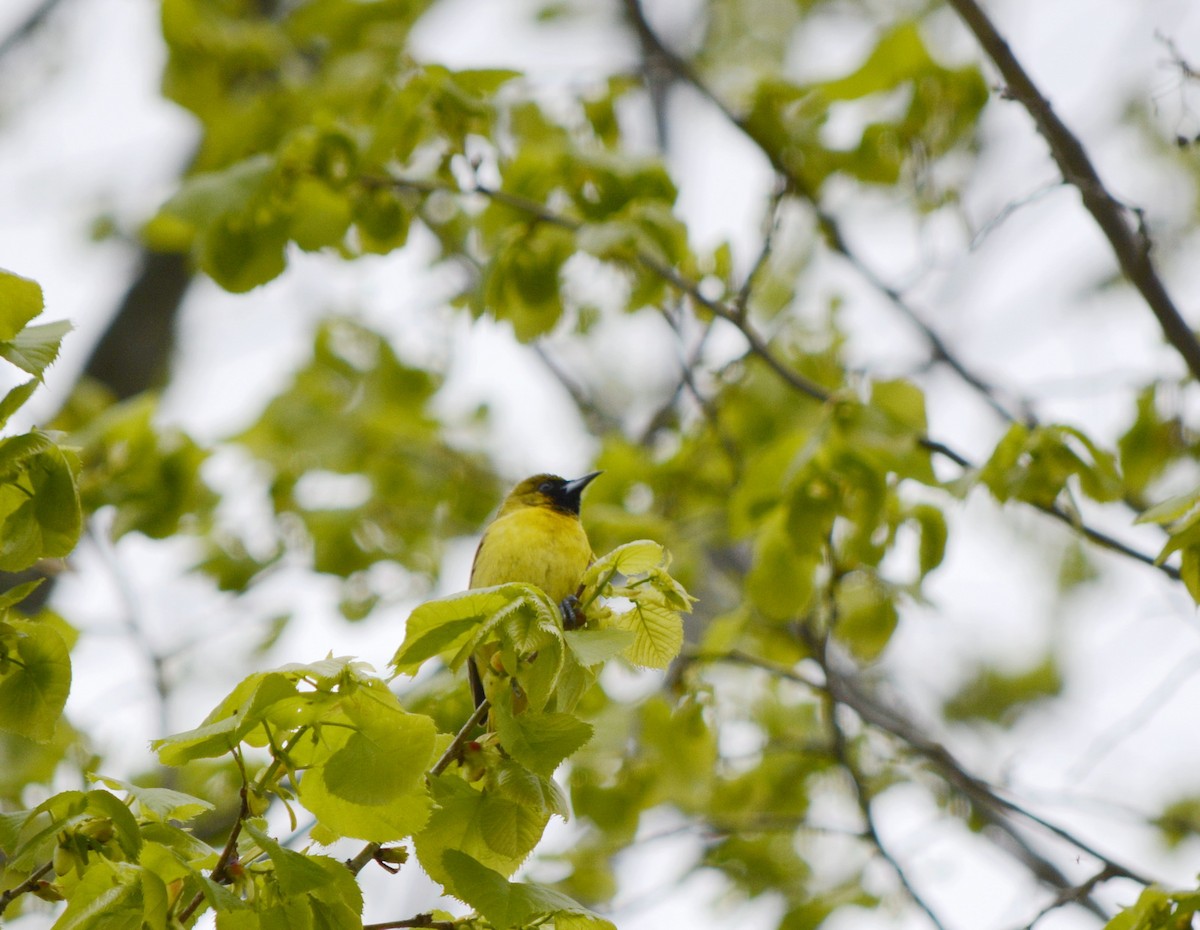 Orchard Oriole - ML620083073